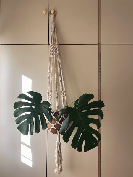 Cream Macrame Plant Hanger – MONSTERA